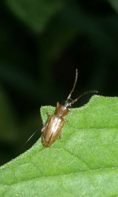 Telephanus velox (Silvanidae)?... Telephanus sp.